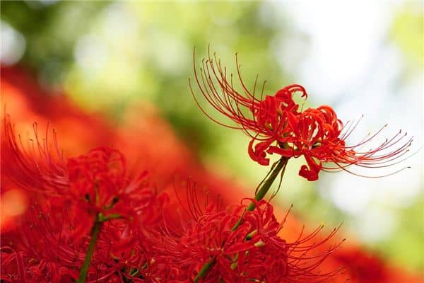 梦见彼岸花是什么意思