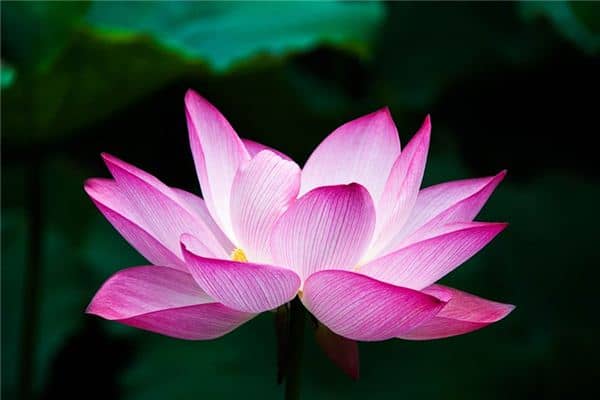 莲花