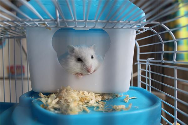 抓到老鼠