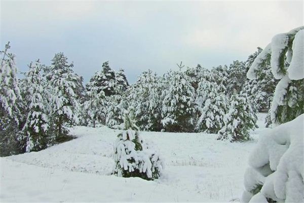 梦见积雪的森林中漫步是什么意思