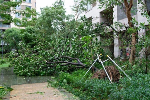 梦见大树砸倒自家房屋是什么意思