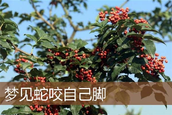 梦见蛇咬自己脚是什么意思