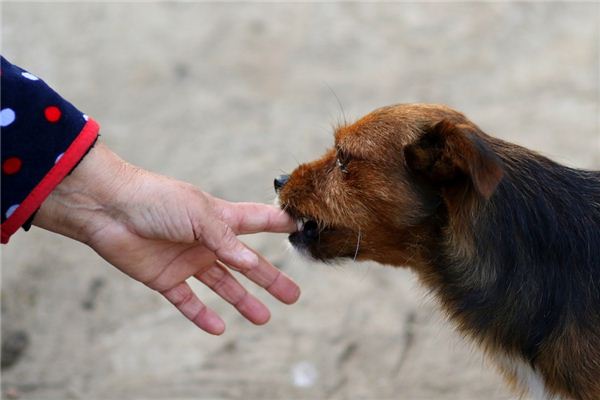梦见狗咬手是什么意思