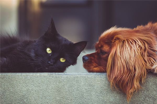 梦见猫狗打架是什么意思