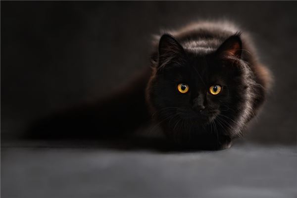 梦见夜猫子叫是什么意思