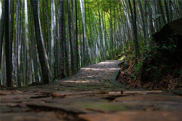 一条小路