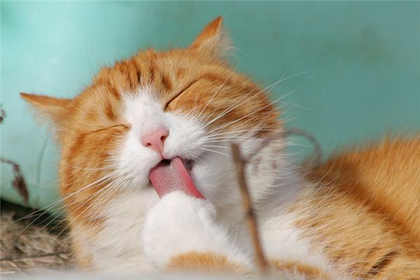 猫舔我脸
