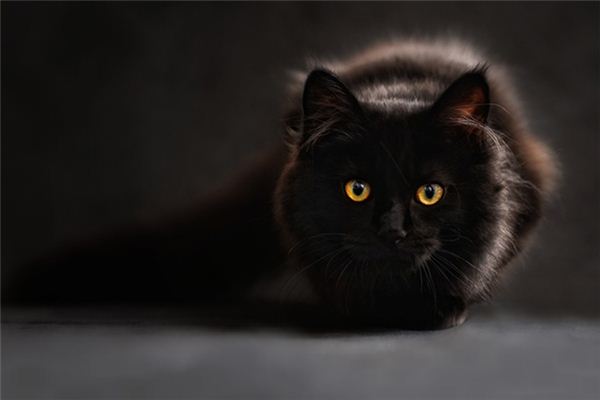 梦见猫和蛇是什么意思