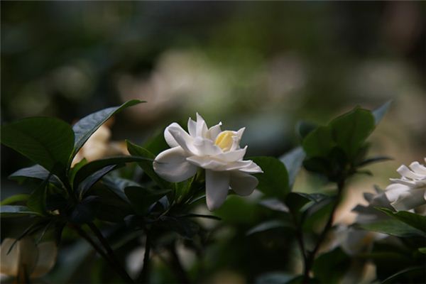 梦见栀子花是什么意思