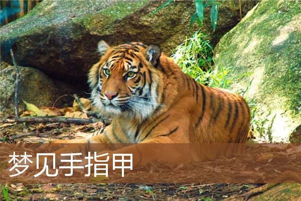手指甲
