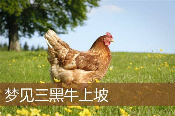 梦见三黑牛上坡是什么意思