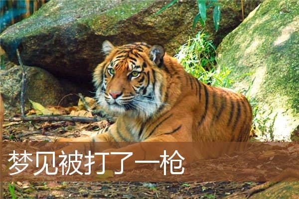 被打了一枪