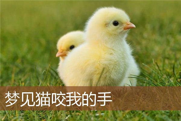 猫咬我的手