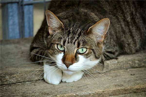 猫吃东西