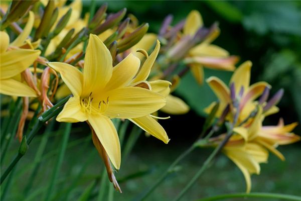 梦见黄花菜是什么意思