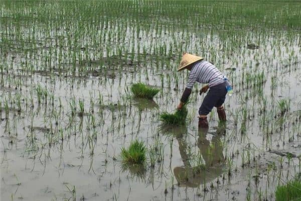 梦见女人栽秧是什么意思