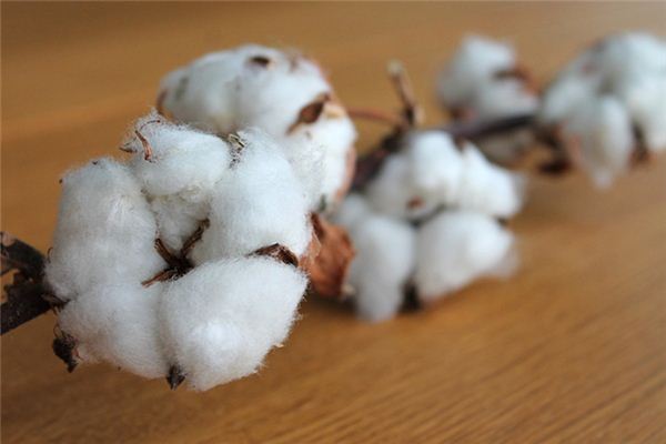 梦见拾棉花是什么意思