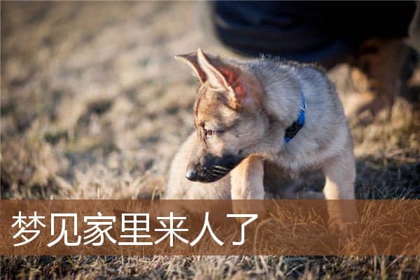 家里来人了