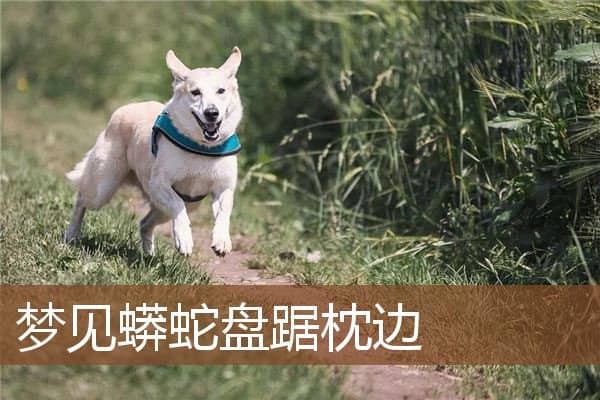 梦见蟒蛇盘踞枕边是什么意思