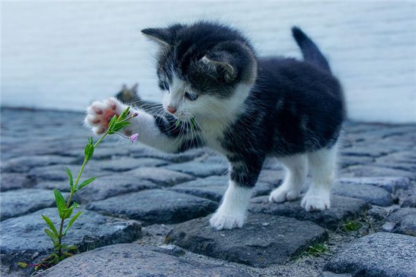 梦见很多猫是什么意思