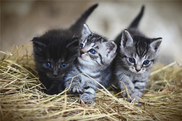 梦见猫生小猫是什么意思