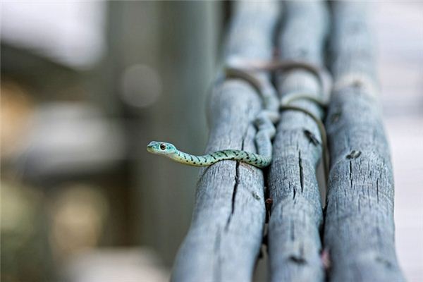 梦见很多小蛇是什么意思