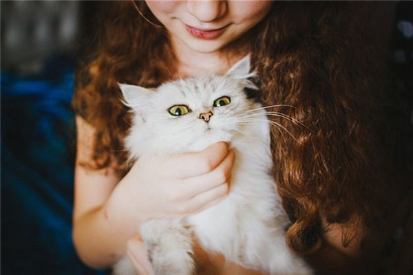 梦见猫依赖我是什么意思