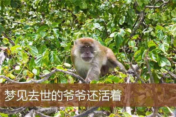 去世的爷爷还活着