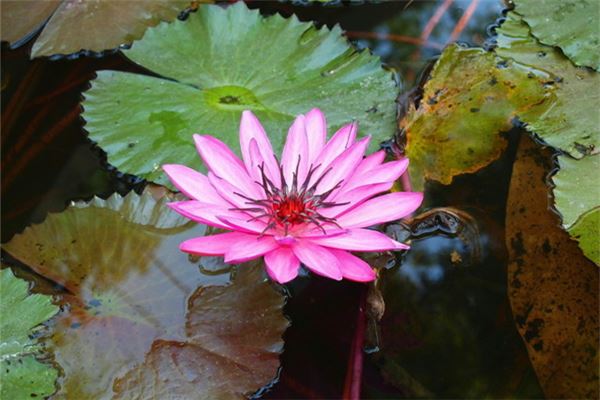 梦见莲花：梦见莲花，男吉女凶