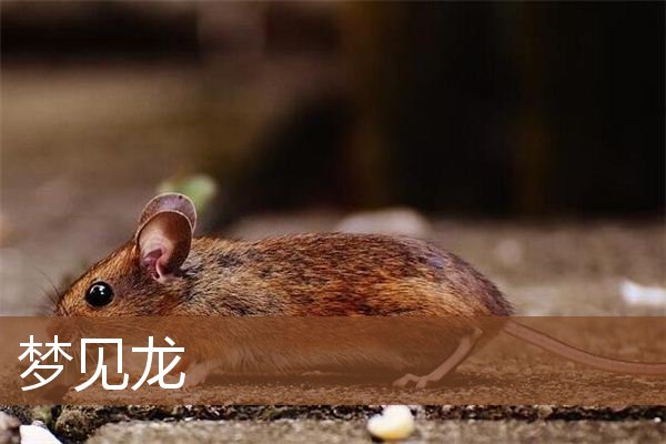 梦见龙