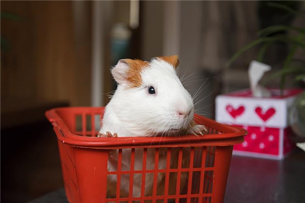 梦见荷兰猪是什么意思
