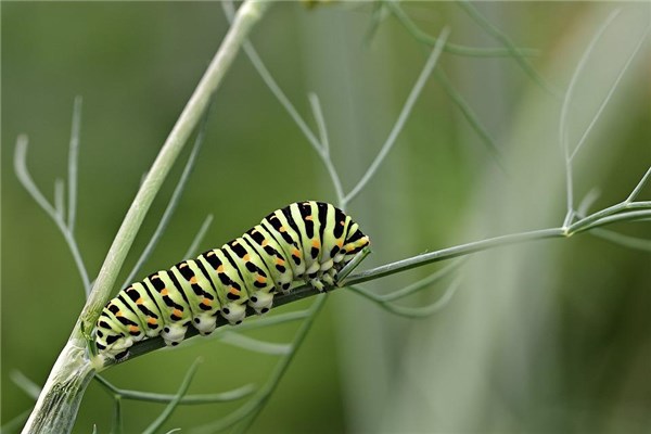 梦见脸上有虫子是什么意思