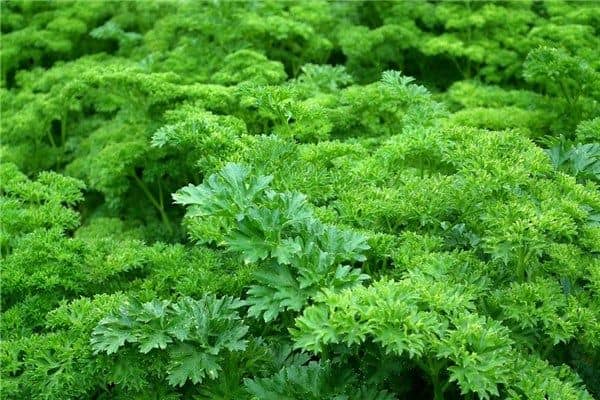 梦到了苦苦菜是什么意思