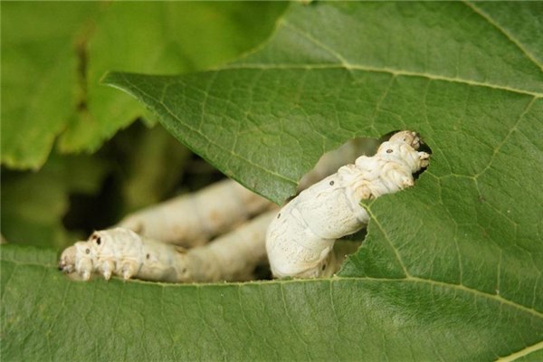 梦到屎蛆是什么意思