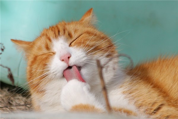 梦到了小黄猫