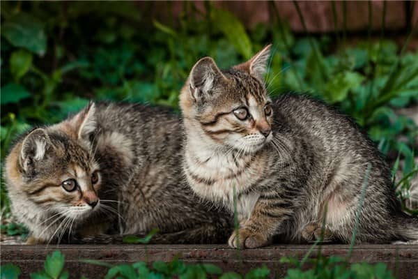 梦见大猫生小猫是什么意思