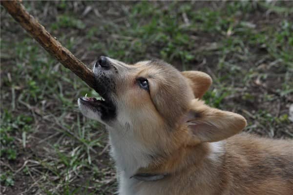 梦见别狗咬是什么意思