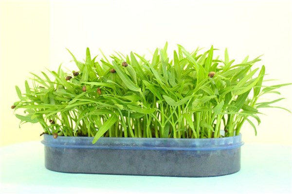 梦到了菜秧
