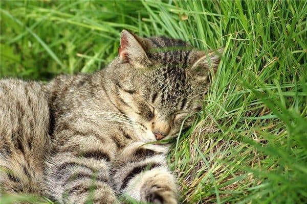 梦到了猫生宝宝是什么意思