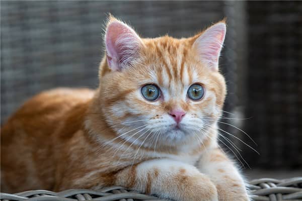 梦到了逮猫是什么意思