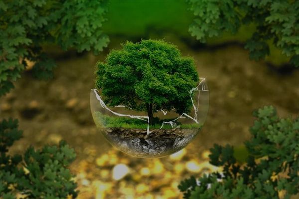 梦到生物
