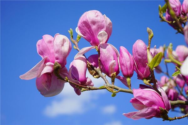 梦见玉兰是什么意思