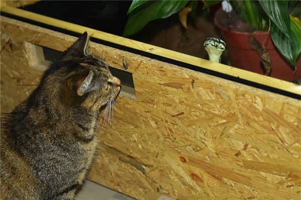 梦见猫蛇