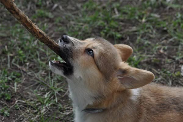 梦见狗被咬是什么意思