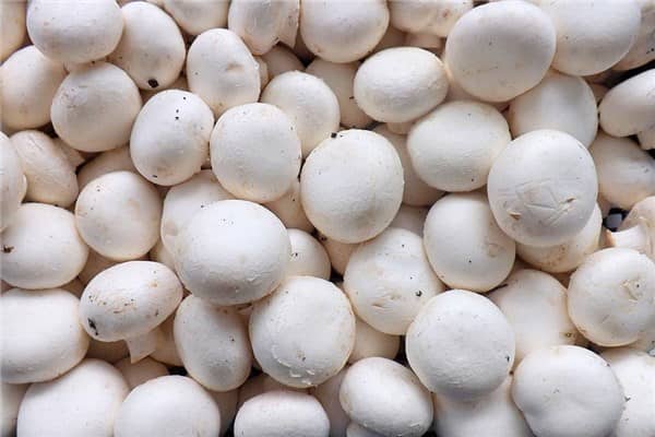 梦到白蘑菇是什么意思