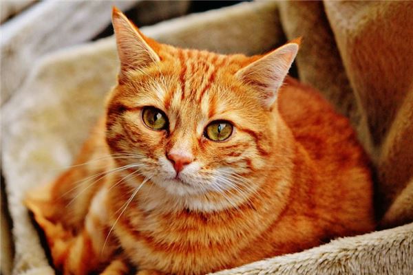 梦见橘猫