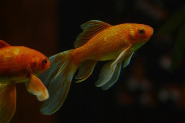 梦到了红色金鱼是什么意思