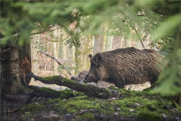 梦到打死野猪是什么意思