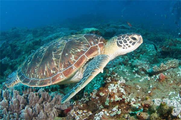 梦见捕捉海龟