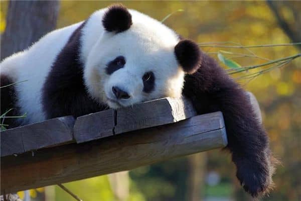 梦见三只熊猫